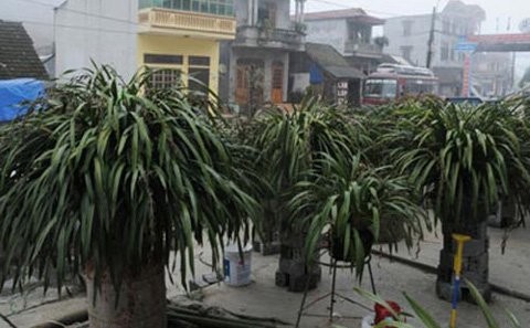 Một góc vườn địa lan Trần Mộng có giá bán hàng chục triệu đồng/chậu của gia đình anh Nguyễn Văn Minh, ở tổ 2, thị trấn Sa Pa.